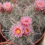 Thelocactus lausseri ©JLcoll.4298.jpg